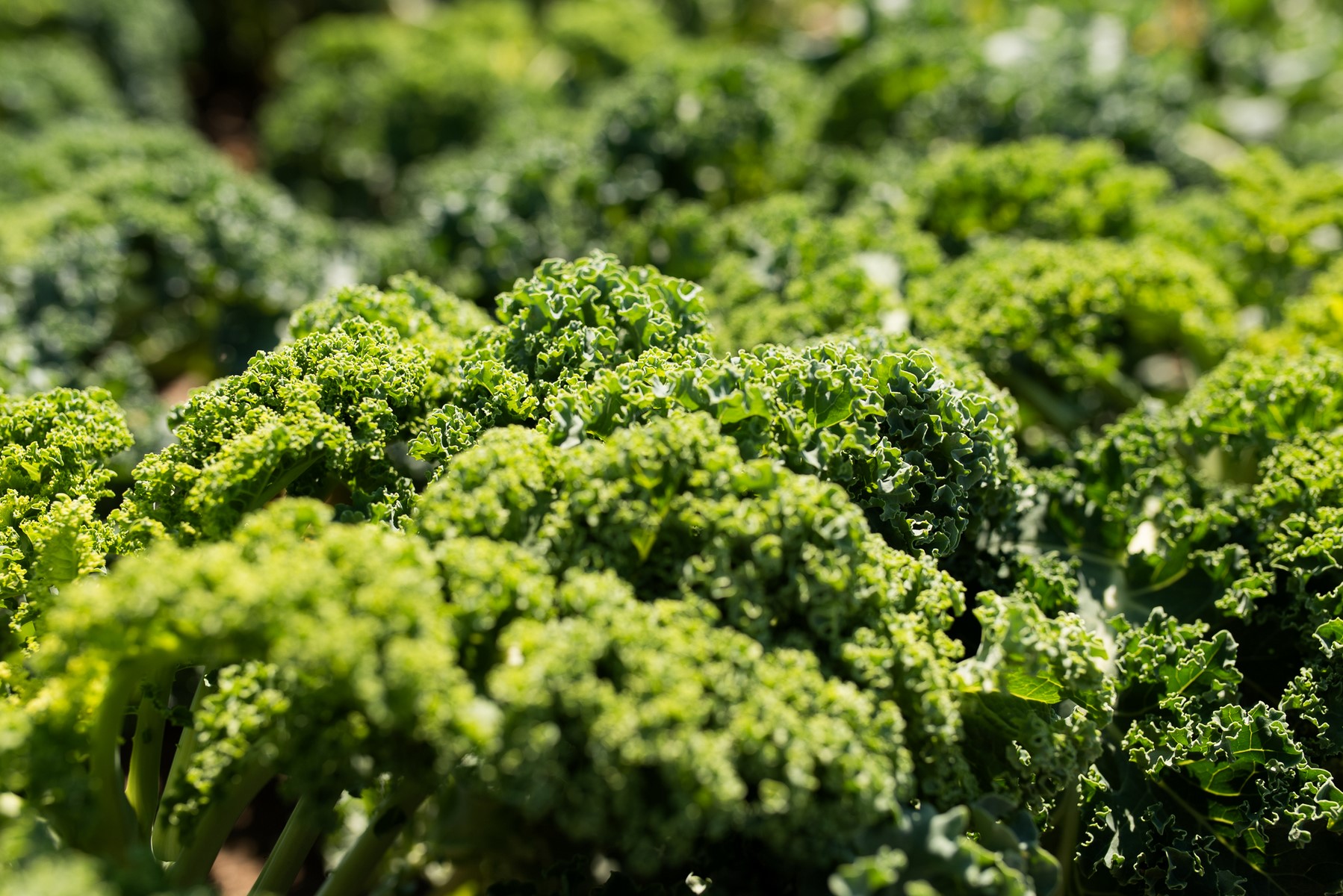 zielone liscie jarmuza